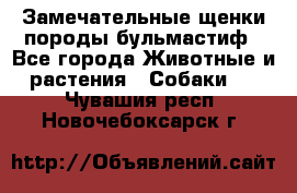 Замечательные щенки породы бульмастиф - Все города Животные и растения » Собаки   . Чувашия респ.,Новочебоксарск г.